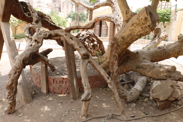 focus scene of the tree