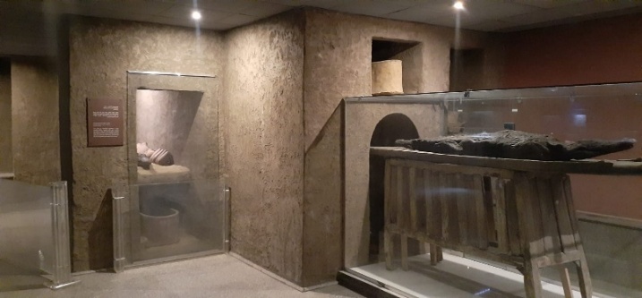 crocodile mummy