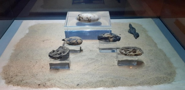 Crocodile eggs