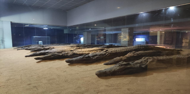 Mummified crocodiles