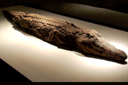 Mummified crocodile