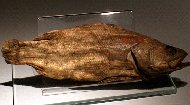 Mummy of a fish lates Niloticus