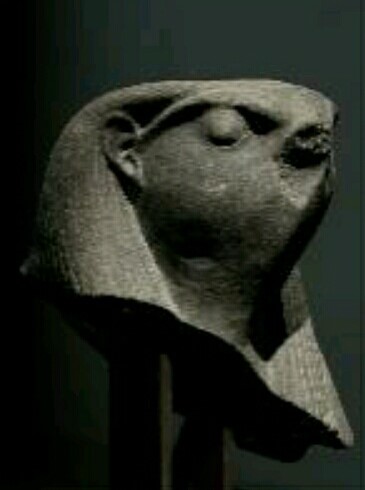 falcon head